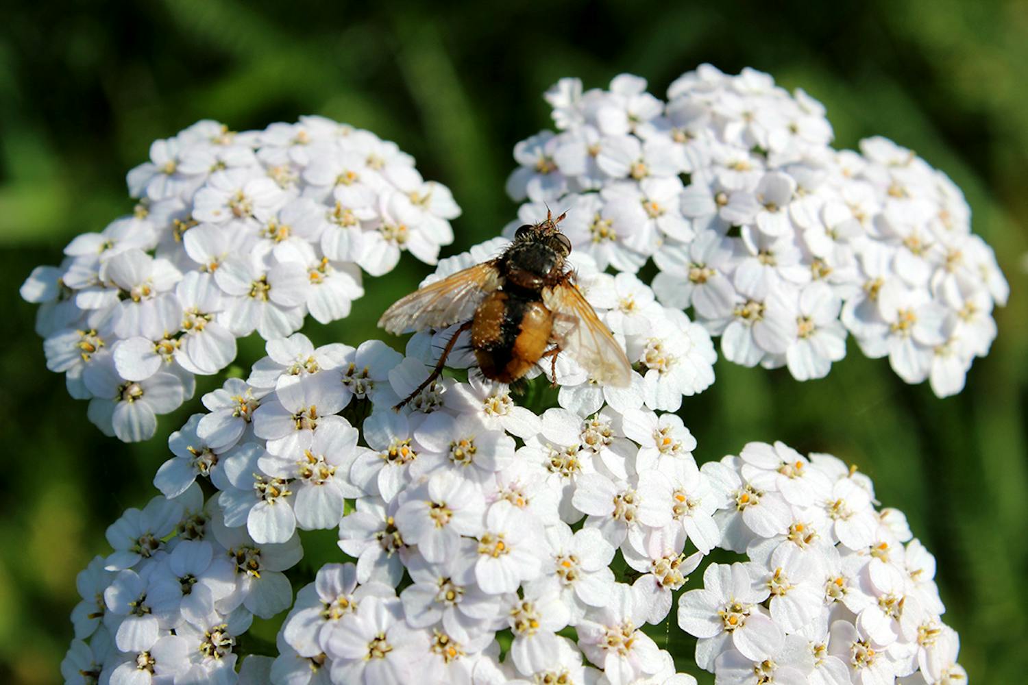 Røllike Bi på en almindelig røllike, der er en staude, som blomstrer hele året.